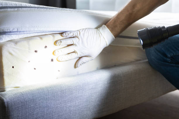 Best Mosquito Control Services  in Sugar Grove, IL