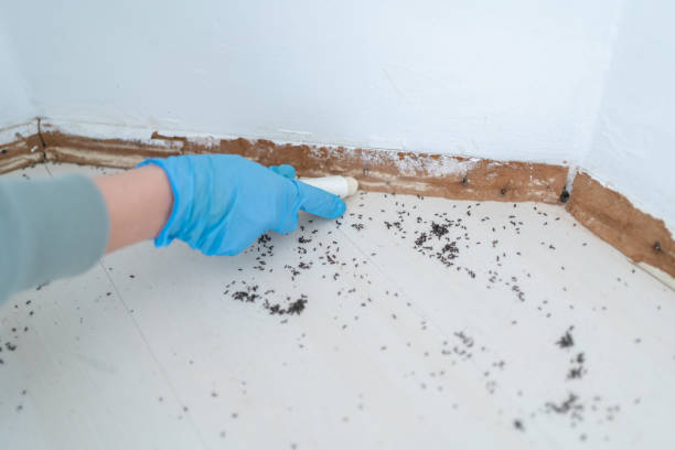 Best Termite Control Services  in Sugar Grove, IL